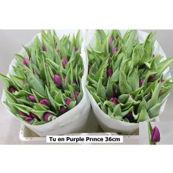 İthal Tulipa En Purple Prince (Lale-50 dal-36cm)
