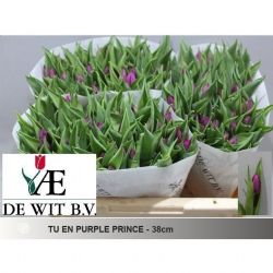  İthal Tulipa En Purple Prince (Lale-50 dal-38cm)