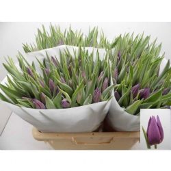  İthal Tulipa EN Purple Valley (Lale-50dal-40 cm)