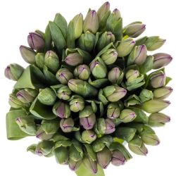  İthal Tulipa En Roeska (Lale-50 dal-42 cm)
