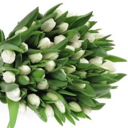  İthal Tulipa EN Royal Virgin (Lale-10 dal-40cm)