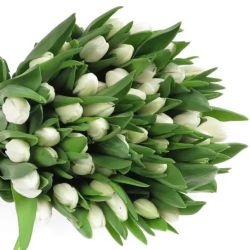  İthal Tulipa EN Royal Virgin (Lale-50 dal-38cm)
