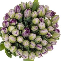  İthal Tulipa EN Saigon Double (Lale-50 dal-44 cm)