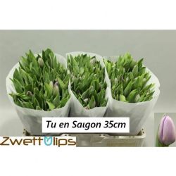  İthal Tulipa EN Saigon (Lale-50 dal-35 cm)