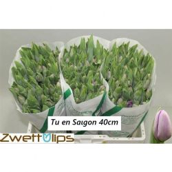  İthal Tulipa EN Saigon (Lale-50 dal-40 cm)