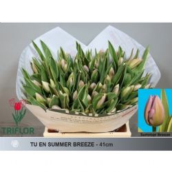  İthal Tulipa En Summer Breeze (Lale-50 dal-40cm)