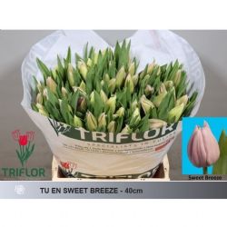  İthal Tulipa En Sweet Breeze (Lale-50 dal-40 cm)