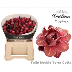  İthal Tulipa En Terra Cotta (Lale-50 Dal-38cm)