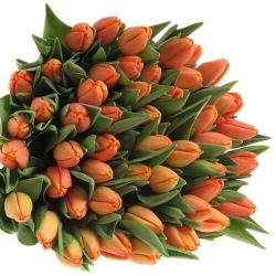  İthal Tulipa EN Time Out (Lale-50 dal-38cm)