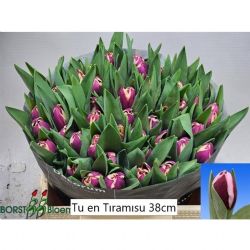  İthal Tulipa EN Tiramisu (Lale-50 dal-38cm)