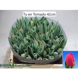  İthal Tulipa EN Tornado (Lale-50 dal-42 cm)