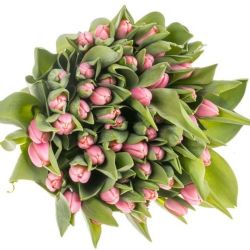  İthal Tulipa EN Tresor (Lale-50 dal-44cm)