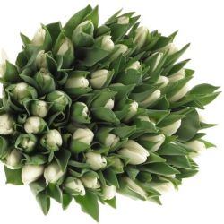  İthal Tulipa En Update (Lale-10 dal-35 cm)