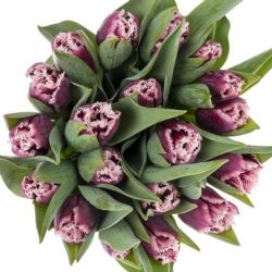  İthal Tulipa Fr San Martin (Lale-50 dal-41 cm)