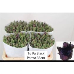  İthal Tulipa Pa Black Parrot (Lale-50 dal-38 cm)