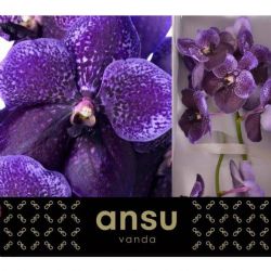  İthal Vanda Di Lilac Aube  (Orkide-2 Dal-1 Kutu)