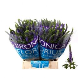  İthal Veronica Clea Diana (20 Dal-50 cm)