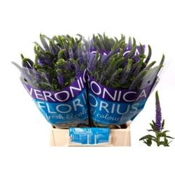  İthal Veronica Clea Diana (25dal-50cm)