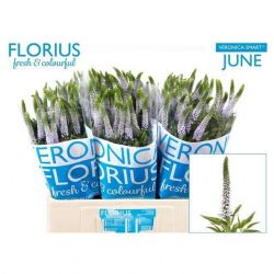  İthal Veronica Clea June (25 Dal-50 cm)
