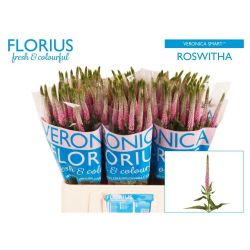 İthal Veronica Clea Roswitha (25 Dal-60 cm)