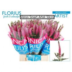 İthal Veronica Smart Artist (25dal-60cm)
