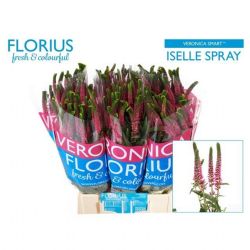  İthal Veronica Smart Iselle (25 Dal-50cm)