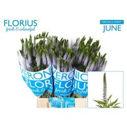  İthal Veronica Smart June (25 Dal-50 cm)