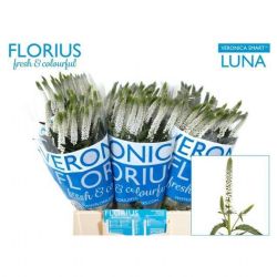  İthal Veronica Smart Luna (25 Dal-50 cm)