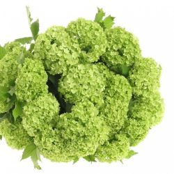  İthal Viburnum Viburnum Roseum St (10dal-60cm)