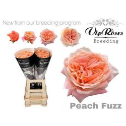  İthal Vip Gül Peach Fuzz (10 dal-70cm)