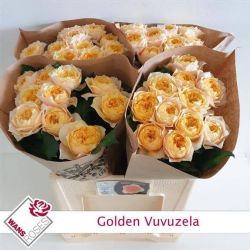  İthal Wr Gül Golden Vuvuzela (10 dal-50cm)