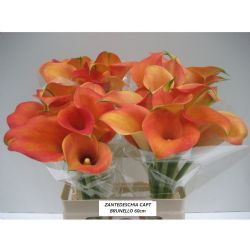  İthal Zantedeschia Capt Brunello (Gala-10dal-60cm)