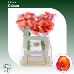  İthal Zantedeschia Captain Odeon (Gala-10dal-60 cm)