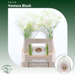  İthal Zantedeschia Captain Ventura (Gala-10dal-55 cm)