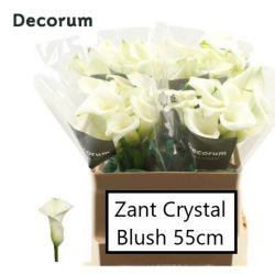  İthal Zantedeschia Crystal Blush (Gala-10dal-55cm)