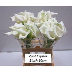  İthal Zantedeschia Crystal Blush (Gala-10dal-60cm)