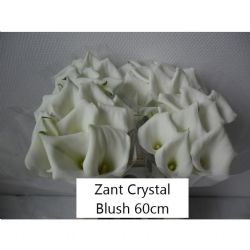  İthal Zantedeschia Crystal Blush (Gala-10dal-60cm)