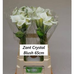  İthal Zantedeschia Crystal Blush (Gala-10dal-65cm)