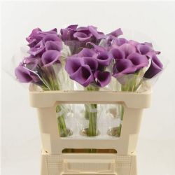  İthal Zantedeschia Durban (Gala-10dal-50cm)