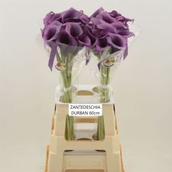  İthal Zantedeschia Durban (Gala-10dal-60cm)