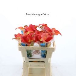  İthal Zantedeschia Merengue (Gala-10dal-50cm)