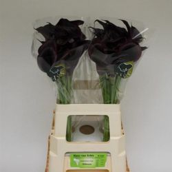  İthal Zantedeschia Odessa (Gala-10dal-50cm)