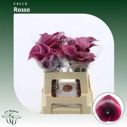  İthal Zantedeschia Rosso (Gala-10dal-55cm)
