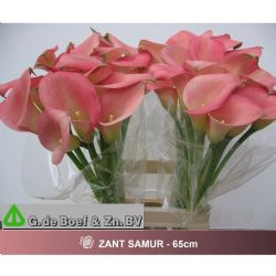  İthal Zantedeschia Samur (Gala-10dal-65cm)