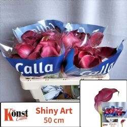  İthal Zantedeschia Shiny Art (Gala-10dal-50cm)