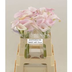 İthal Zantedeschia Sweet Art (Gala-10dal-55cm)