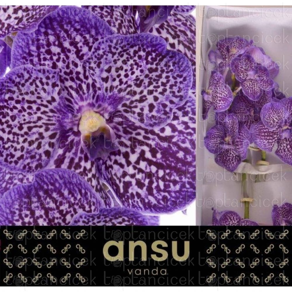 VANDA SU EXOT PURPLE (İthal Vanda Orkide-1 BOX) | İthal Orkide | İthal ...