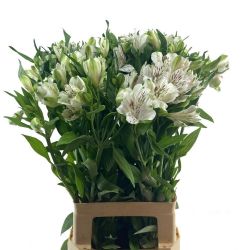  Yerli Alstroemeria Beyaz  (5 Dal)