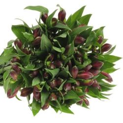  Yerli Alstroemeria Kırmızı (5 Dal)