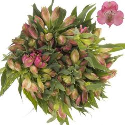  Yerli Alstroemeria Pembe (5 Dal)